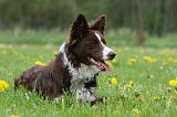 BORDER COLLIE 989